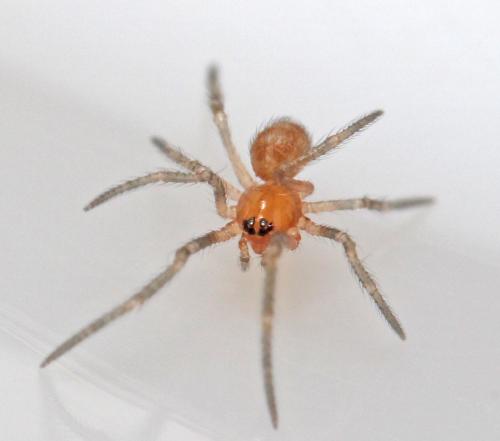 Steatoda sp.